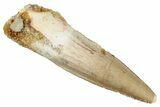 Juvenile Fossil Spinosaurus Tooth - Real Dinosaur Tooth #266682-1